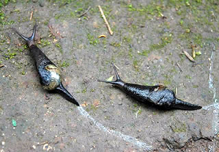 Insulovitrina lamarckii