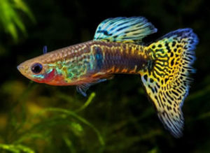 Poecilia reticulata